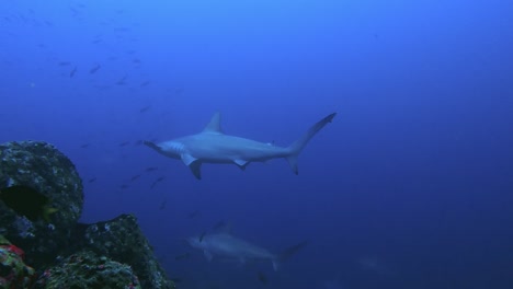Curioso-Tiburón-Martillo-Nada-Cerca-De-La-Cámara-Con-Tiburones-Detrás