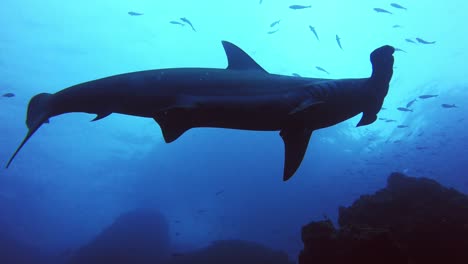 Hammerhead-swims-over-the-camera-with-lots-of-small-fish-around