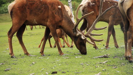Elk-With-Giant-Antlers-Eats-Grass-Surrounded-by-Other-Elk