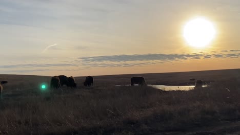 Bisons-Grasen-Bei-Sonnenuntergang-Auf-Oklahoma-Reserve