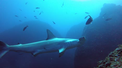 Un-Tiburón-Martillo-Tranquilo-Y-Solitario-Nadando-Sobre-Una-Cámara-Cerca-De-Un-Arrecife