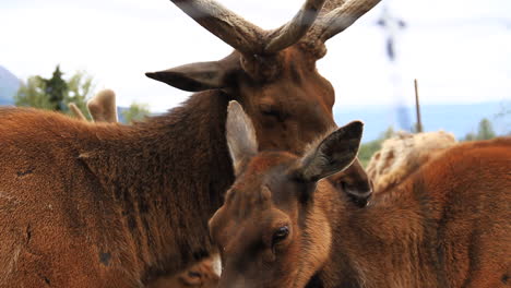 Male-Bull-Elk-Licks-Back-of-Neck-of-Female-Cow-Elk