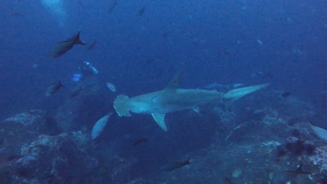 hammerhead-shark-swims-in-dark-waters