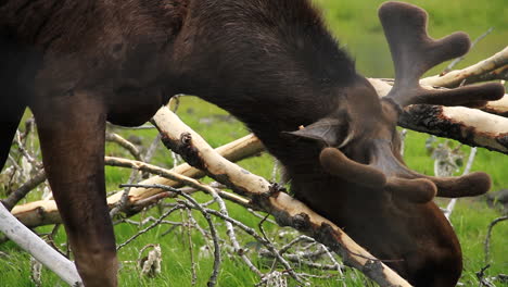 Moose-Grazes-and-Eats-Grass-Around-Fallen-Tree