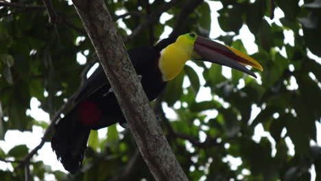 Chestnut-Mandibled-Toucan-in-Costa-Rica