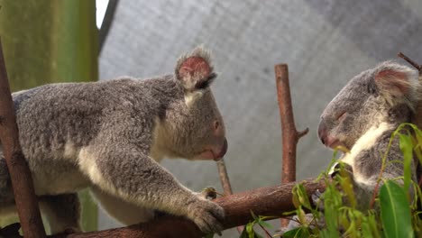 Süßer-Koala,-Phascolarctos-Cinereus,-Der-Sich-Heimlich-Auf-Der-Baumstange-Rückwärts-Bewegt,-Während-Andere-Tief-Auf-Der-Gabel-Des-Baums-Schlafen,-Nahaufnahme-Im-Australischen-Wildschutzgebiet