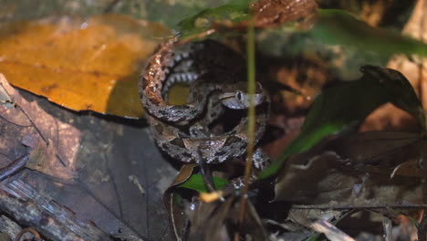 A-young-Fer-De-Lance-Terciopelo-curls-up-on-forest-floor-of-Costa-Rica