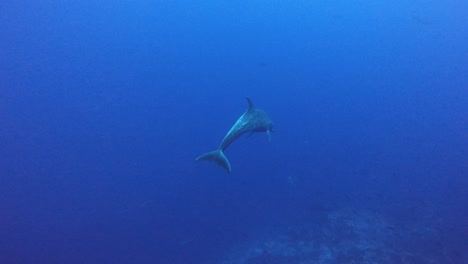 Un-Grupo-De-Delfines-Salvajes-Jugando-En-El-Agua-Con-Buzos