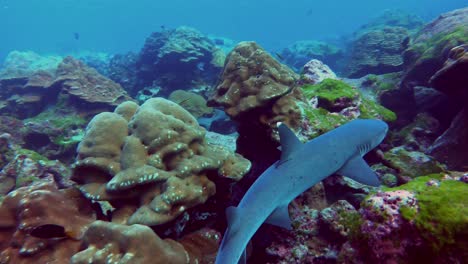 POV-Aufnahmen-Von-Weißspitzenhaien,-Die-Auf-Der-Suche-Nach-Nahrung-Um-Das-Riff-Schwimmen