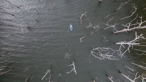 Unique-high-view-of-a-kayak-weaving-between-large-old-trees-in-a-flooded-forest