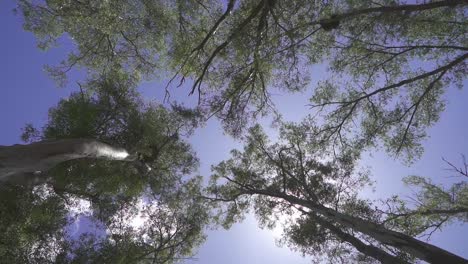 Low-angle,-view-of-trees-in-a-forest-at-noon