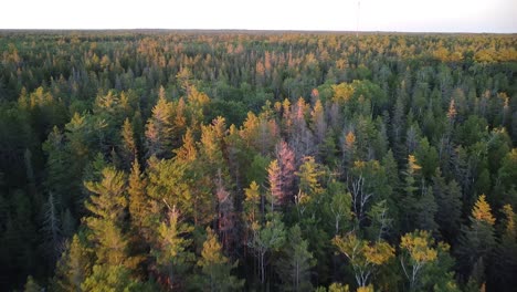 Nördliche-Waldbäume-Luftaufnahme