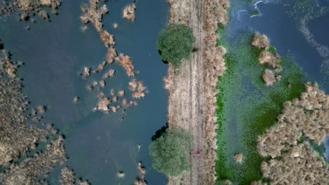 Man-walking-on-a-trail-between-two-ponds,-aerial-top-down-footage