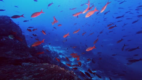 El-Arrecife-Se-Desliza-Muy-Por-Debajo-De-La-Superficie-Con-Tiburones-Al-Acecho-En-El-Fondo