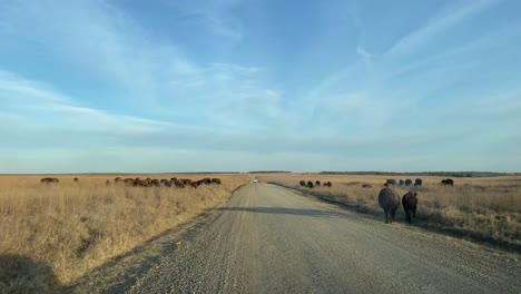 Fahrt-Entlang-Des-Bisonreservats-In-Oklahoma