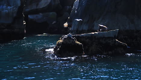 Bird-Flies-past-Seal-Sitting-on-Large-Rock-Island-in-Alaska