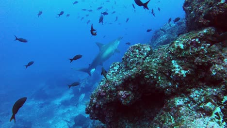 Sigue-A-Un-Tiburón-Martillo-Nadando-Cerca-Del-Arrecife