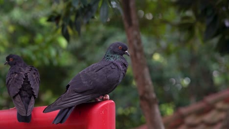 Closeup-of-the-black-pigeon-perched-on-a-red-surface-in-the-garden-with-a-copy-space