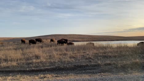 Bisons-Grasen-In-Den-Ebenen-Bei-Sonnenuntergang-Im-Oklahoma-Reservat