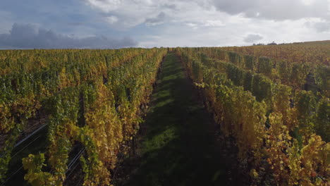 Slow-ascending-shot-showing-the-large-vineyard-in-Riquewihr,-Alsace,-France