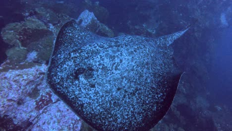 A-big-curious-marble-ray-turning-in-front-of-the-camera