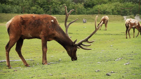Giant-Male-Bull-Elk-Eats-and-Grazes-on-Grass