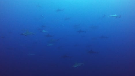 Eine-Wand-Aus-Hammerhaien-Im-Blau-Der-Kokosinseln