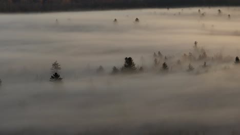 Der-Morgendliche-Sonnenaufgang-Beleuchtete-Kiefern-über-Dichtem-Nebel