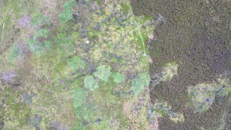 Top-down-aerial-4k-footage-of-a-bunch-of-fallen-trees-in-a-natural-heathland-reserve