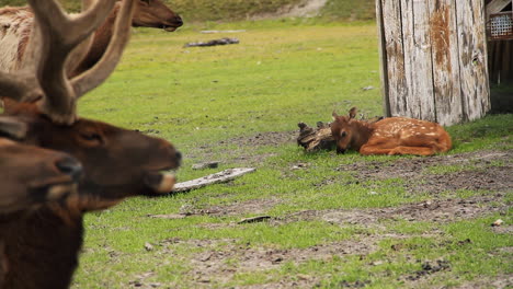 Baby-Elk-Eats-Grass-While-Older-Elks-Pass