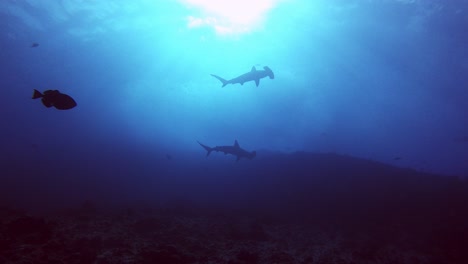 Die-Silhouette-Eines-Großen-Hammerhais-Auf-Cocos-Island,-Costa-Rica