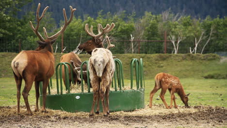 Adult-and-Baby-Elk-Eat-from-Feeding-Bin