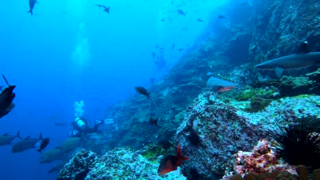 Viele-Weißspitzenhaie,-Die-Das-Riff-Umkreisen,-Mit-Einem-Taucher-Im-Hintergrund