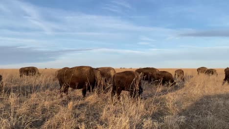 Bison-feeding-in-the-plains-of-Oklahoma-reservation
