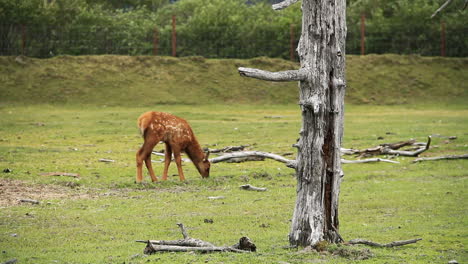 Baby-Elk-Walks-and-Eats-Grass-Near-Dead-Tree