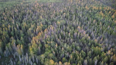 Northern-Summer-Forrest-at-Golden-Hour-Aerial-Pan-Up