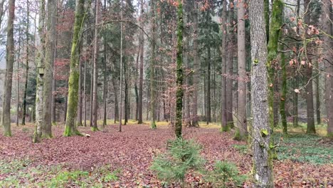 an-Autumn-Winter-forest-in-rural-Graz,-Austria