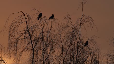 Crows-fly-away-from-tree-branches-at-sunrise