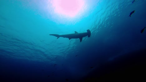 Ein-Großer-Hammerhai-Schwimmt-Als-Silhouette-An-Der-Kamera-Vorbei