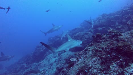 Eine-Gruppe-Von-Hammerhaien,-Die-Auf-Der-Suche-Nach-Nahrung-Am-Riff-Der-Kokosinseln-Schwimmen