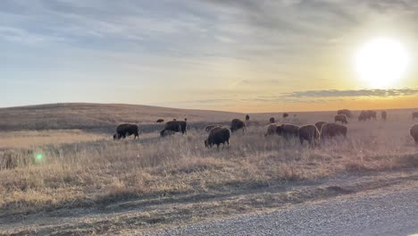 Bisons-Grasen-Bei-Sonnenuntergang-Im-Oklahoma-Reservat