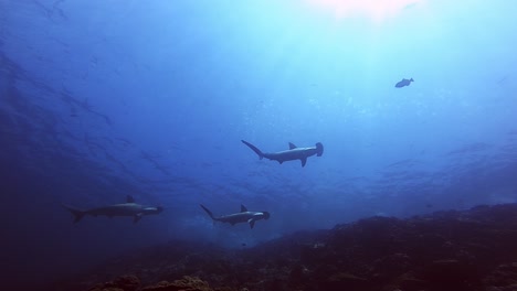 Drei-Hammerhaie,-Die-Nahe-An-Der-Oberfläche-Neben-Irgendeiner-Insel-Vorbeischwimmen