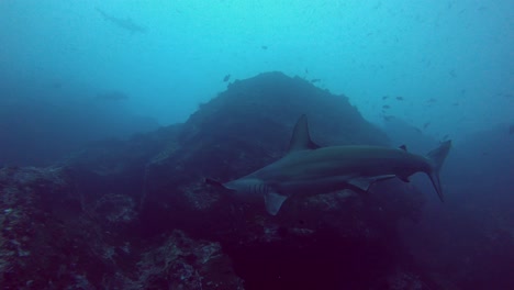 A-hammerhead-shark-swims-by-in-dark-waters