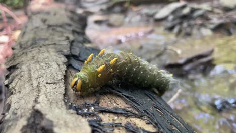 Green-caterpillar-climbs-up-side-of-log-in-forest-creek