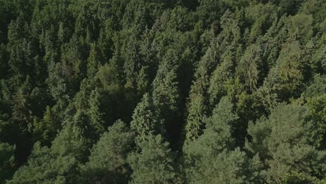 Aerial-footage-of-pine-treetops,-sun-in-casting-lovely-light-on-the-evergreen-forest-foliage