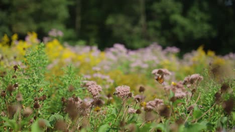 Monarchfalter-Und-Eine-Hummel-Fliegen-Während-Der-Frühlingsbestäubung-In-Einem-Blumengarten
