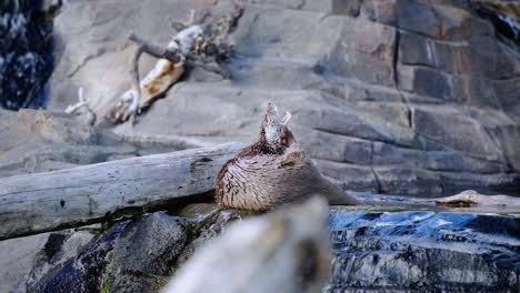 Otter-scratching-his-chin-while-laying-in-the-water