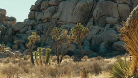árboles-Y-Cactus-En-El-Desierto