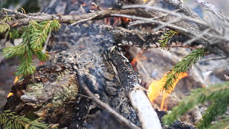 Green-Tree-Branch-Burns-in-Campfire