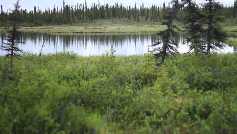 Trees-Reflect-Off-of-Serene-Lake-in-Alaska-Wilderness